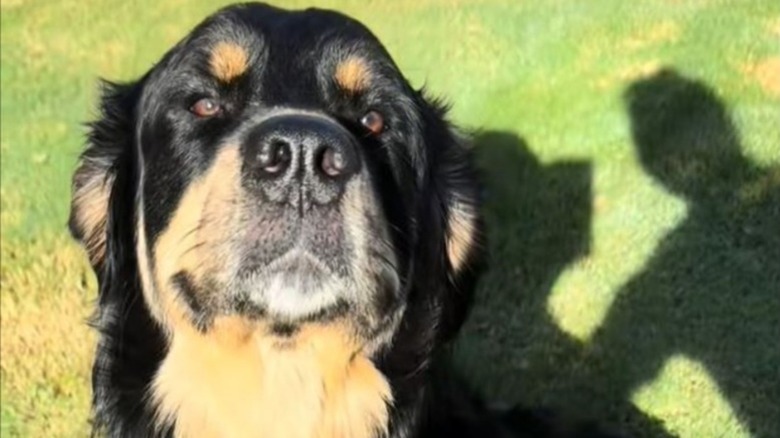 A Bernese-golden retriever mix being photographed by its owner