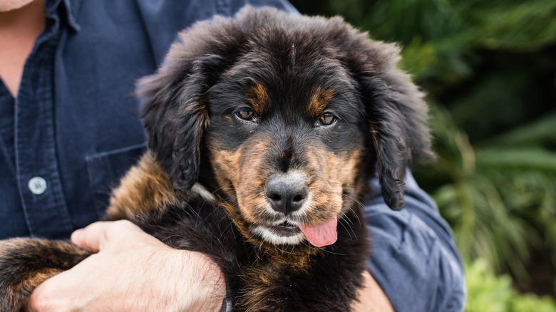 A mixed-breed golden retriever and Bernese mountain dog puppy with tongue held out.