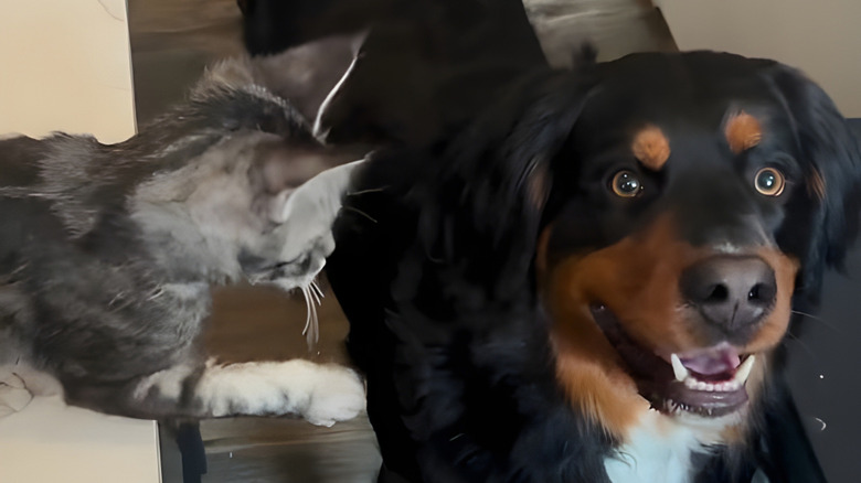 A kitten watches a big dog