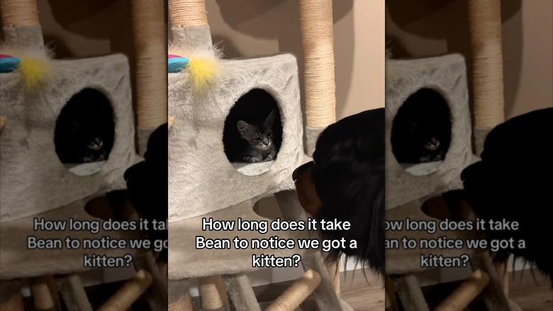 A kitten in a cat tower and a big dog look at each other