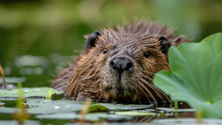 Close up shot of a beaver in the water among lily pads