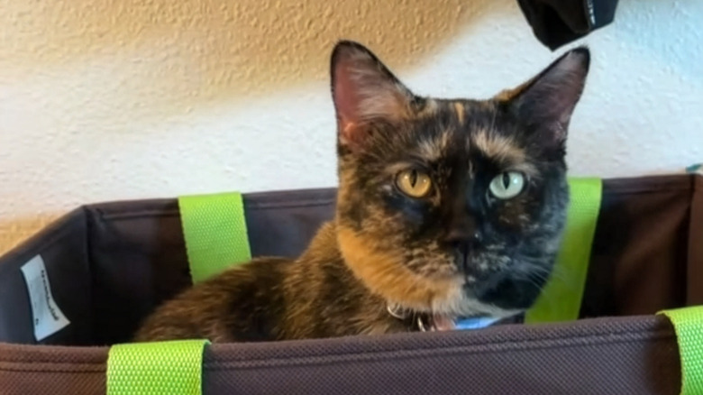 Tortoiseshell cat sitting in a bag