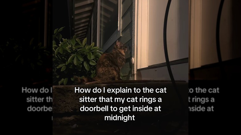 Tortoiseshell cat waiting to be let inside