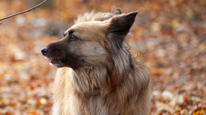 A corgi-German shepherd mix walking through the leaves.