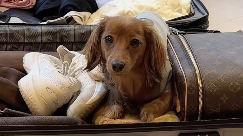 A dachshund named Lady travels with her mom on TikTok.
