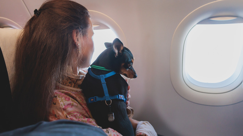 A woman and her dog looking out the window of a plane.