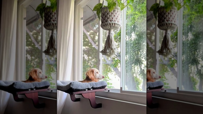 Dachshund staring out the window