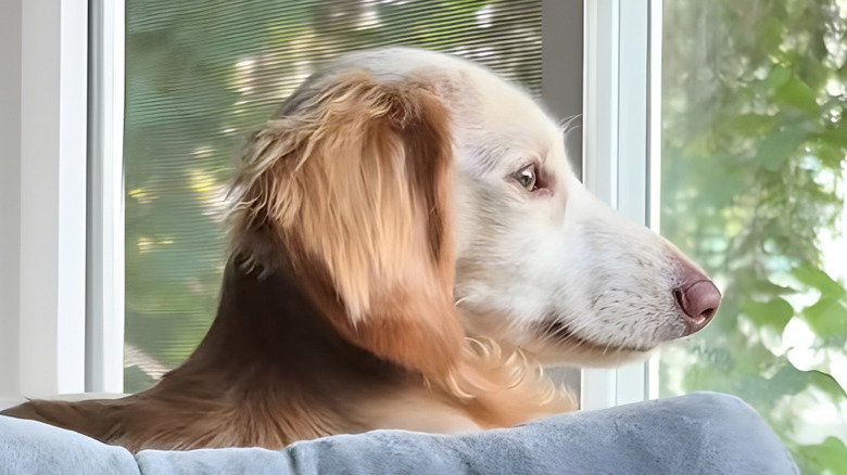 Dachshund staring out the window