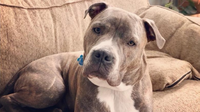 Oakley sitting on a couch looking cute