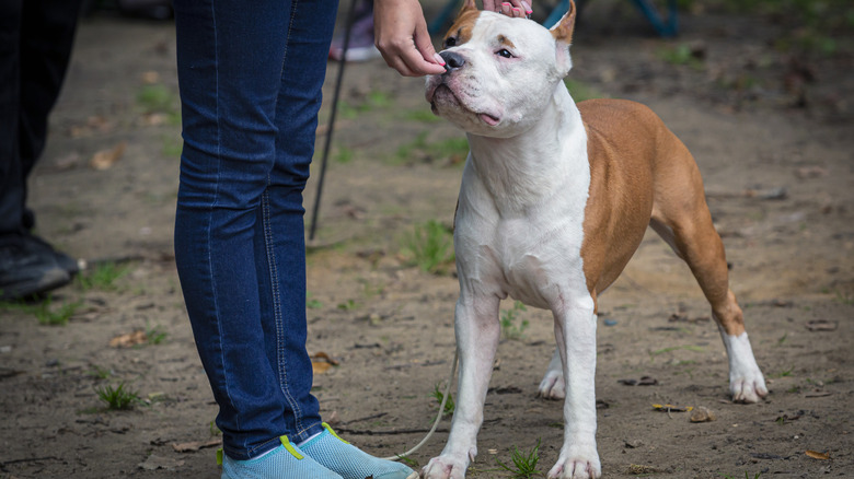 An American Staffordshire terrier being trained