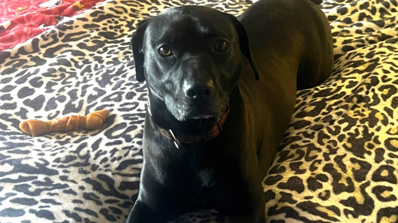 Sora lying on her new owner's bed
