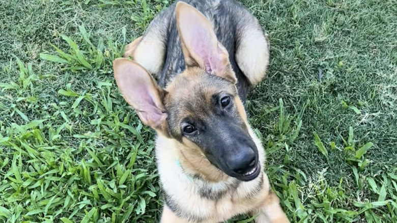 Moose the German shepherd sitting in grass with his head tilted.