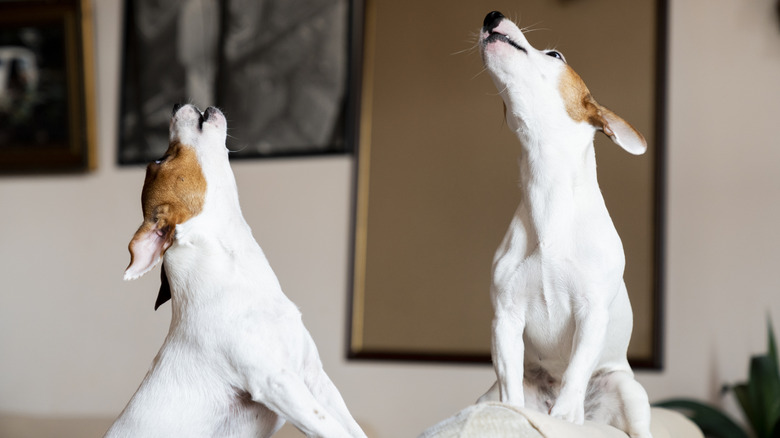 Two dogs barking and howling in the air.