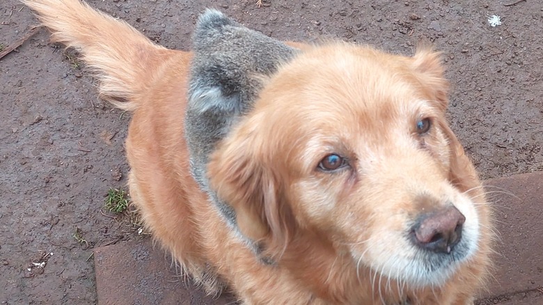 Koala riding on the back of a golden retriever