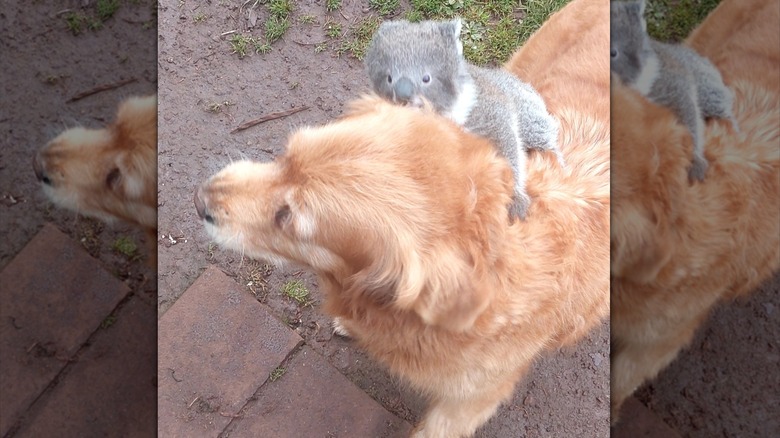 Koala riding on the back of a golden retriever
