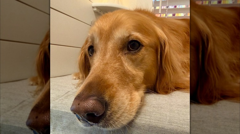 Close-up of golden retriever's face
