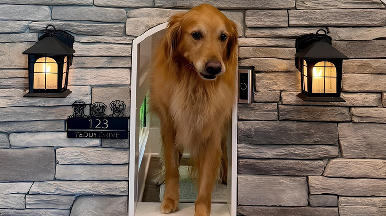 Golden retriever emerging from fancy doghouse