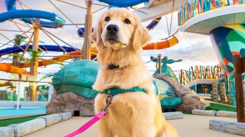 Sailor sitting on a leash in front of a colorful water slides on the Star of the Seas