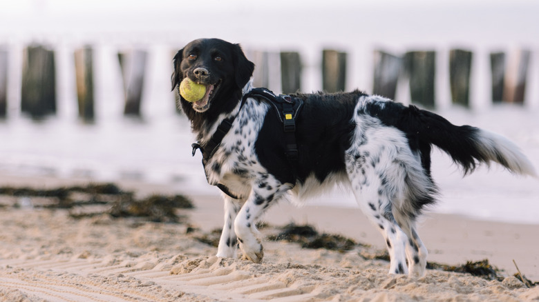 A stabyhoun holds a ball in its mouth while walking on the beach