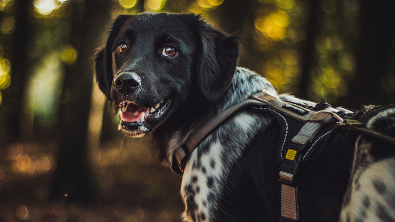 A close up of a smiling stabyhoun in the woods