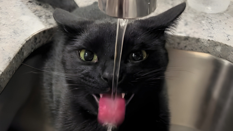 This Intense Black Cat Drinking From The Kitchen Faucet Has The Cutest Little Fangs