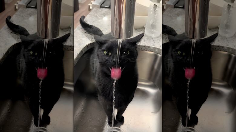 Black cat drinking from kitchen faucet
