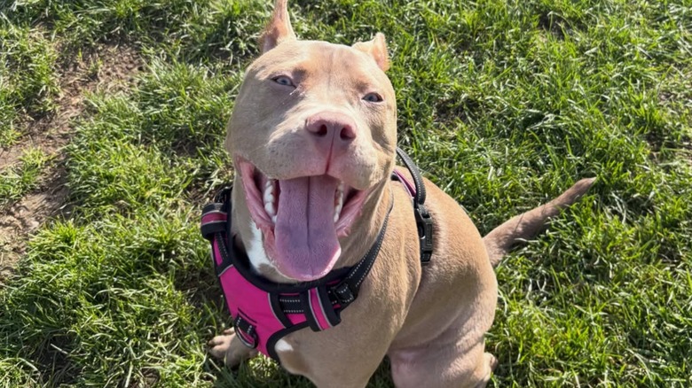 A dog named Kora on Instagram poses for the camera.
