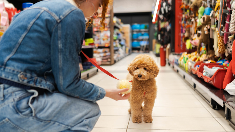 A little dog in a pet store with a person looking at a ball.