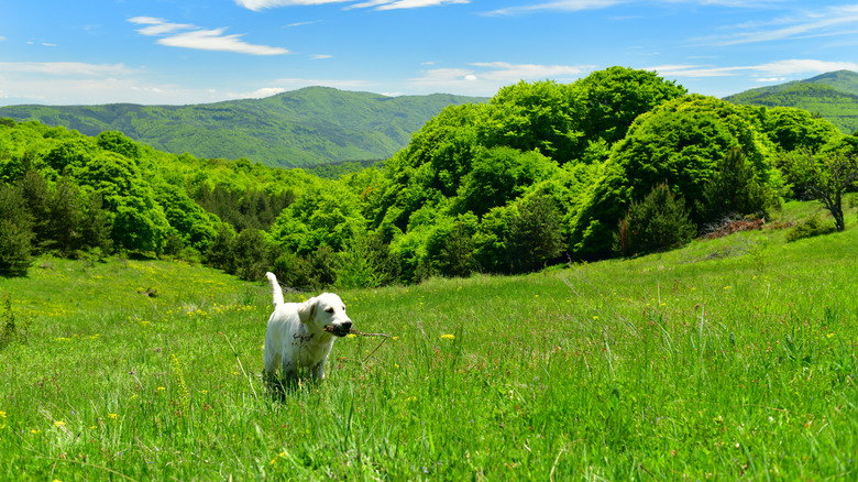 A golden retriever wanders alone through a field in the mountains