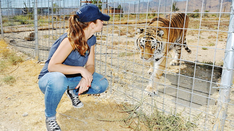Woman squatting outside a tiger enclosure, with tiger inside