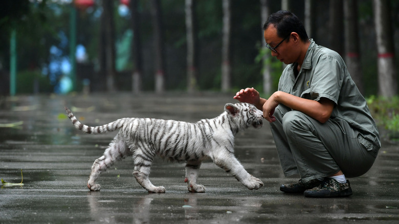 Man squatting down while petting a tiger cub outside