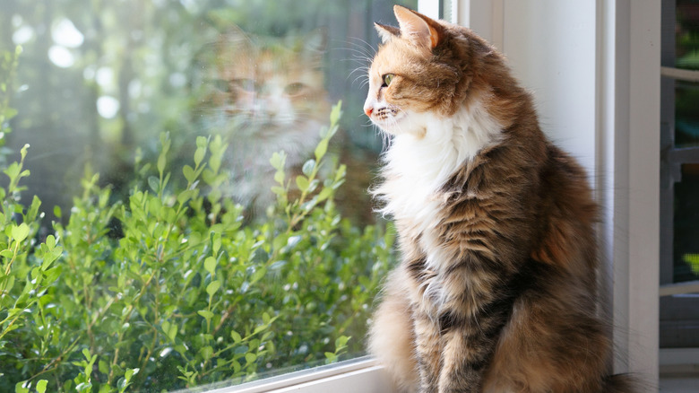 A multicolored cat staring out of a window