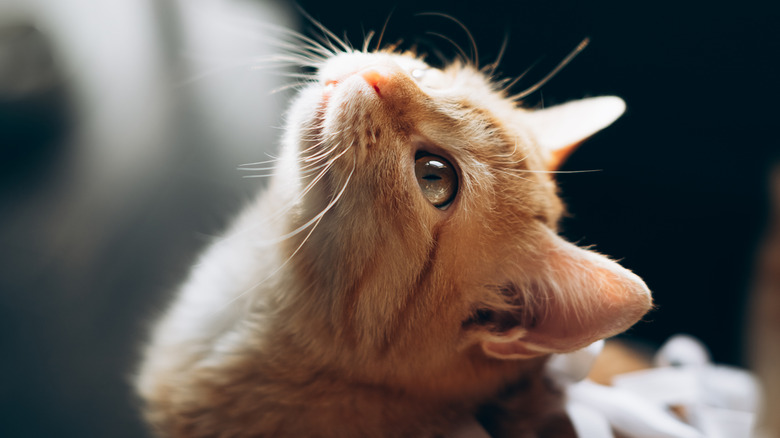 Orange cat looking upwards