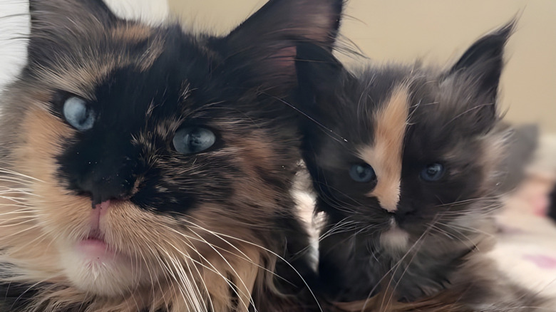 Mother and baby tortoiseshell cats staring at the camera