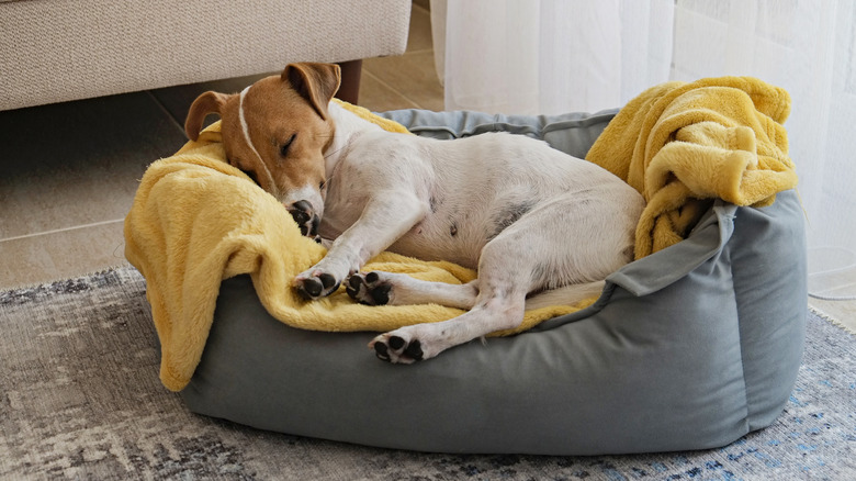 A dog sleeping in its dog bed.