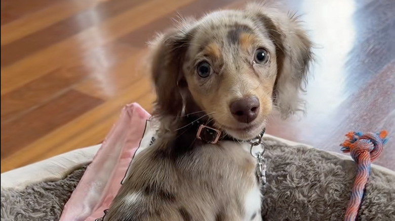 Minnie the mini dachshund likes getting into her doggy bed on TikTok.