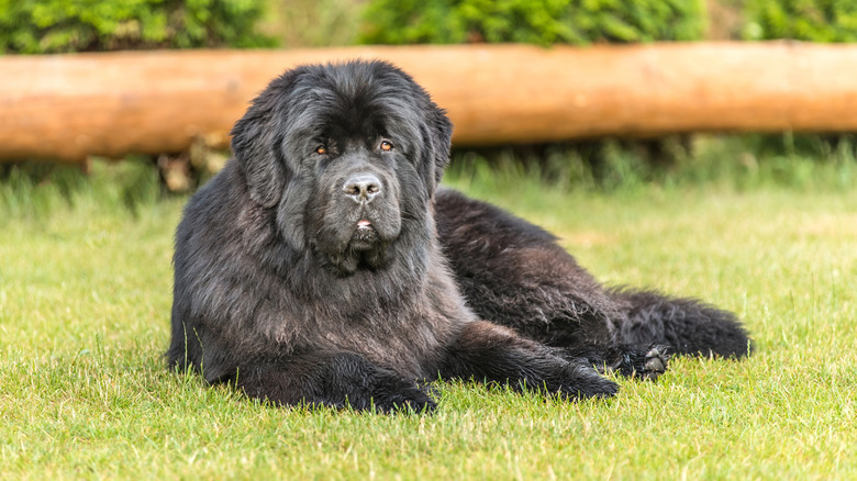 Newfoundland dog lounging in the grass.