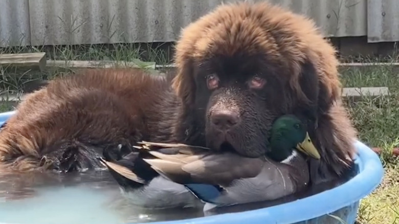 Best friends Sven the Newfoundland dog and Olaf the duck cuddle up in a kiddie pool.