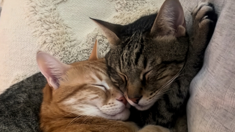 Two sleepy cats cuddling