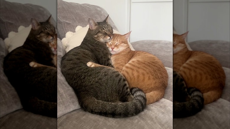 Two sleepy cats cuddling