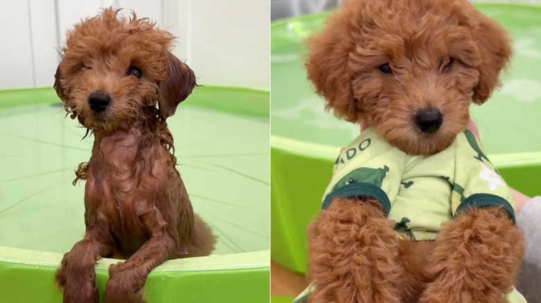 Puppy getting a first bath