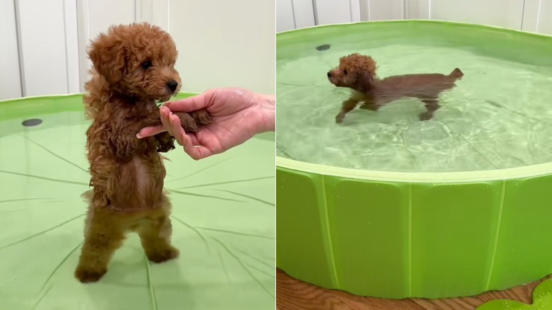 Puppy getting a first bath