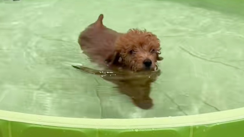 Puppy getting a first bath
