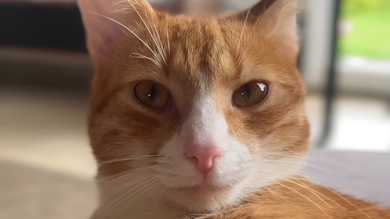 Close-up of calm-looking ginger cat