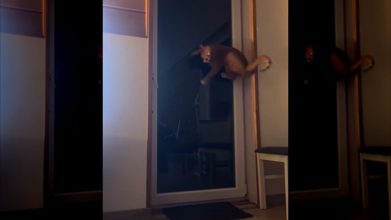 Ginger cat running energetically up a door