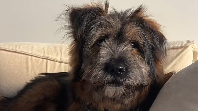 This Rare Chow Chow-German Shepherd Mix's Unique Sneezes Are Too Cute For Words