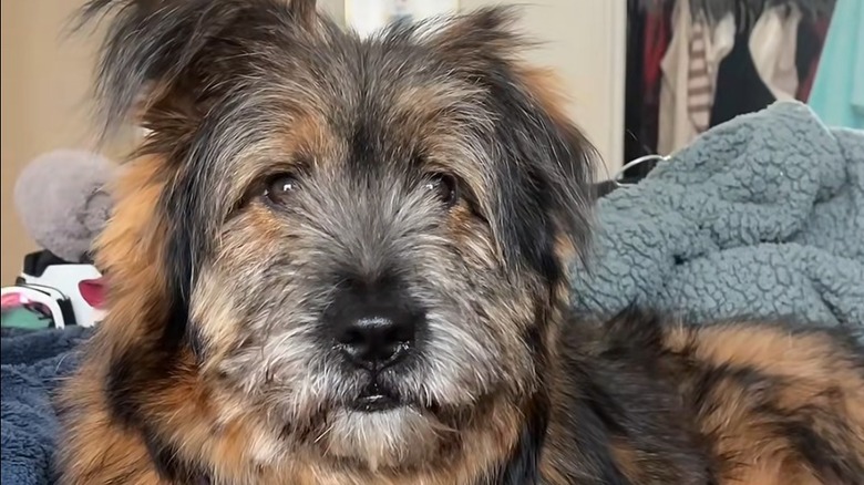 Chow chow German shephard mix lays on bed covered in a blue-ish grey blanket.