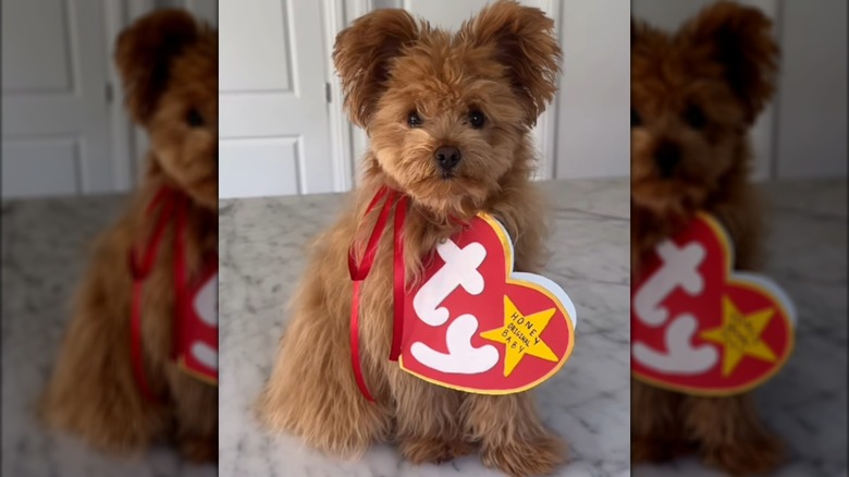Half pomeranian, half poodle dog wearing a Ty Beanie Baby tag