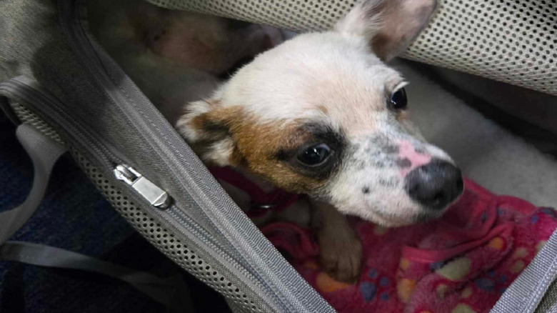 Violet on her way to her new home