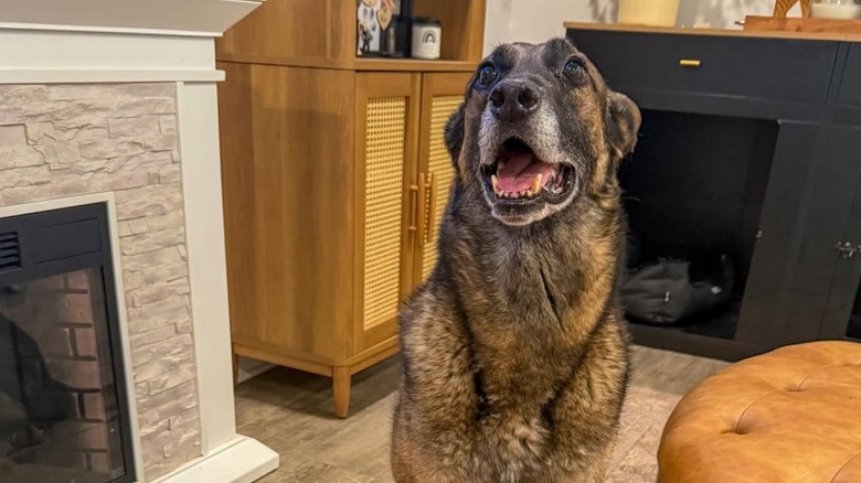 Retired K9 Rider the German shepherd smiling for camera